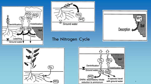 چرخه نیتروژن
